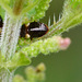 Common Flower Bug Nymph, Anthocoridae