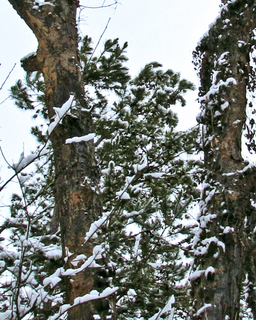 Snow in the woods