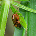 Deraeocorus flavilinea,female