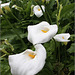 Arum Lillies