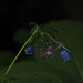 Tall Bluebells, Mertensia Paniculata