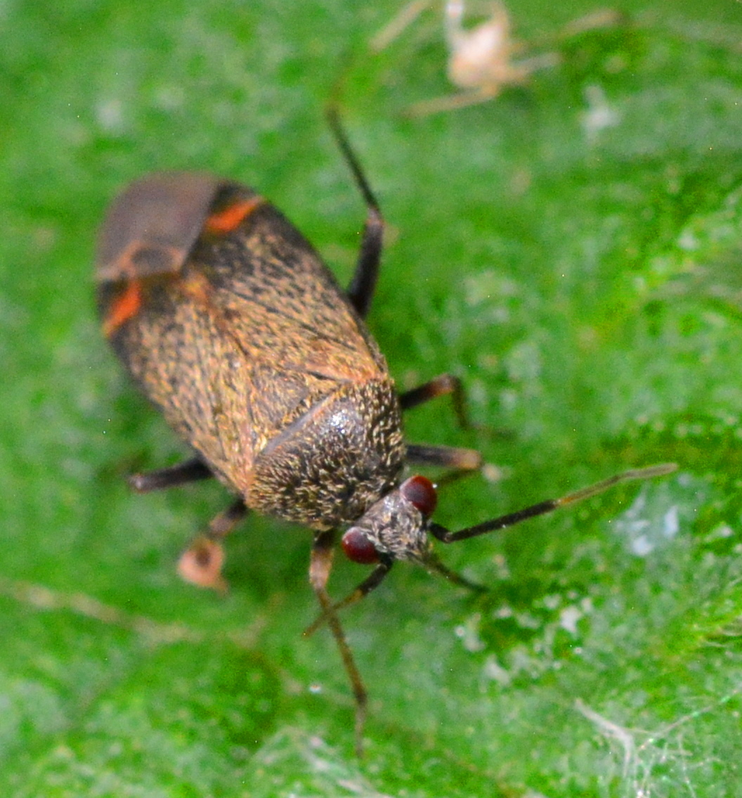 Polymerus nigrita