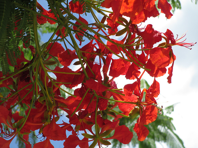 Poinciana