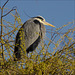 Heron 00 20140317