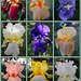 Iris Flower Collage