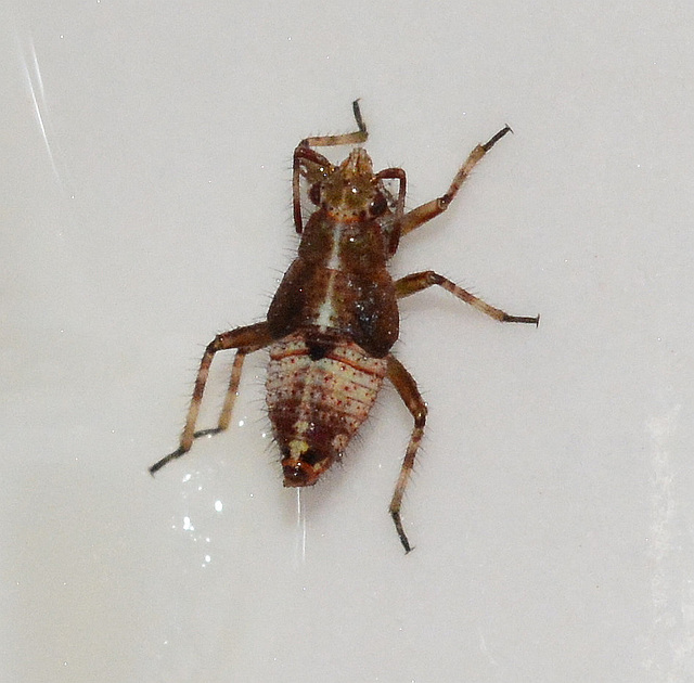 Nymph