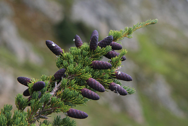 Subalpine Fir