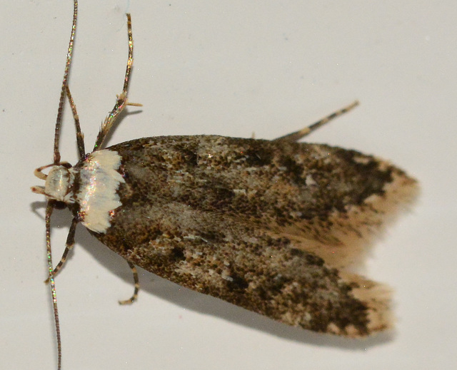 White Shouldered House Moth