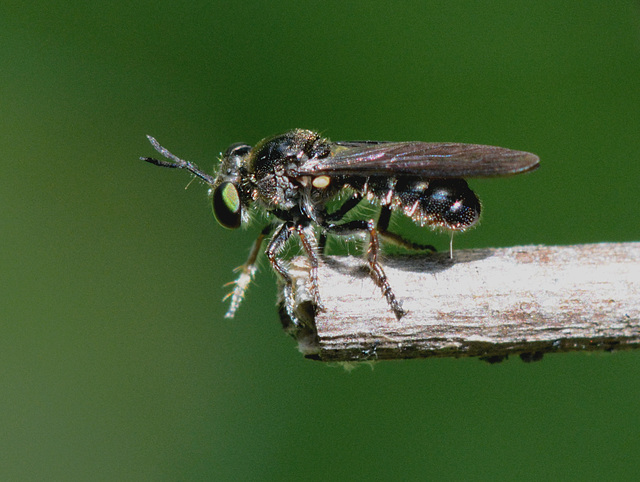 The fly cataloging continues