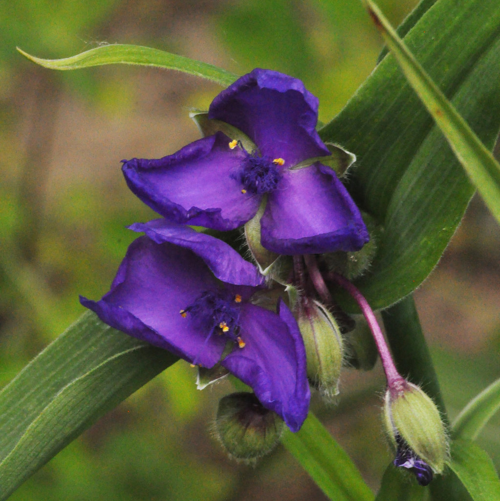 tradescantia-634