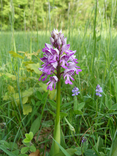 Helm-Knabenkraut