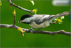 Chickadee