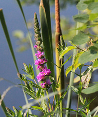 Natur am Teich