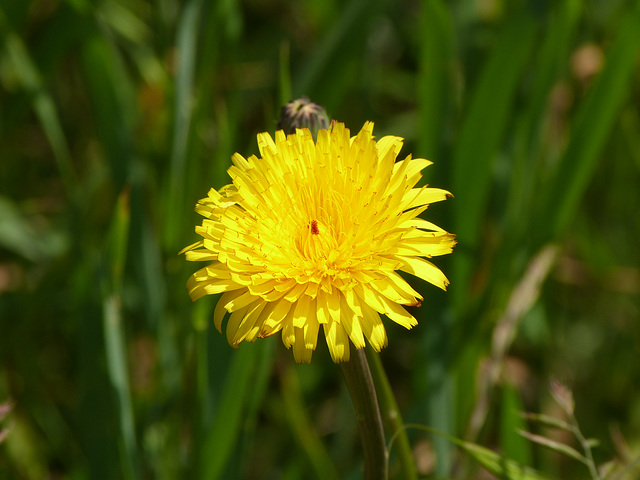 Gelbe Blume mit ein bisschen Rot