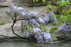 It's a dreich morning, but the wisteria doesn't care...