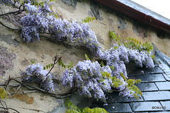 It's a dreich morning, but the wisteria doesn't care...