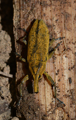 Yellow weevil