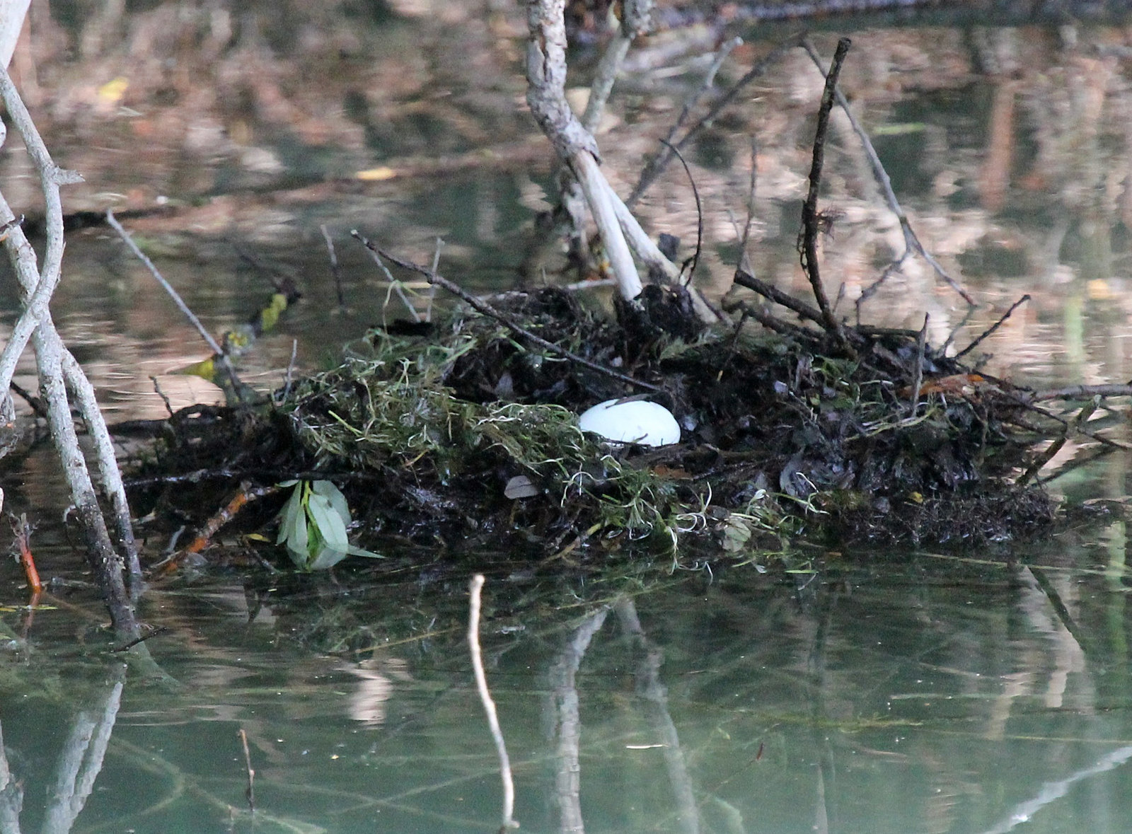 Haubentaucher-Nest