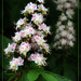 Conker Blooms