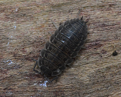 Woodlouse