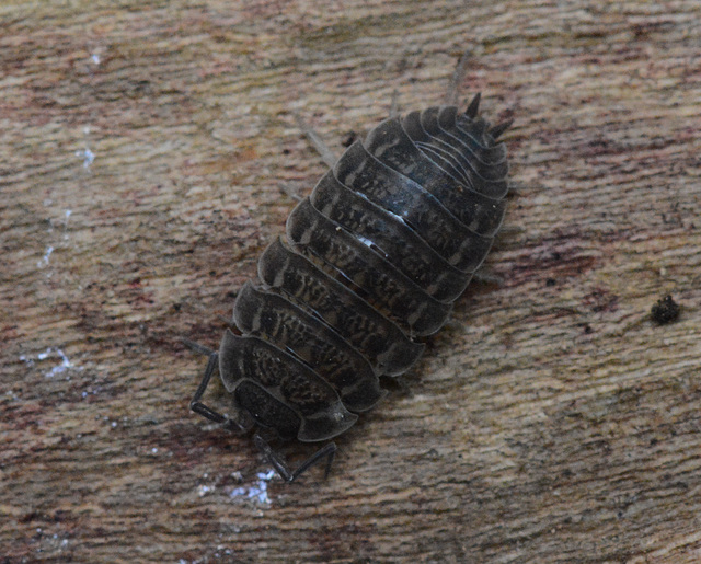 Woodlouse