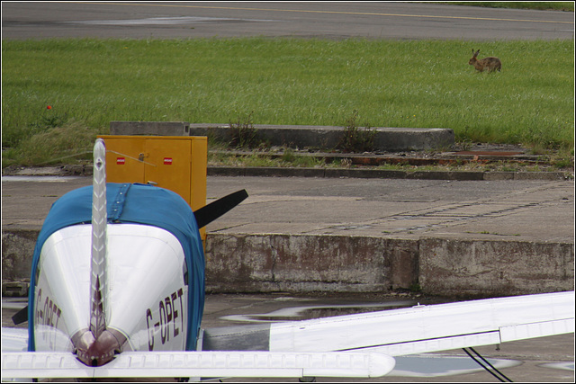 Cardiff Hare'port