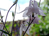 Aquilegia