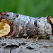 Buff Tip Moth (Phalera bucephala)