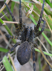 Maybe a wolf spider?