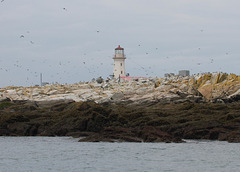 Machias Seal Island