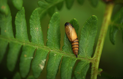 Moth Pupa