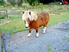 Miniature Horse.