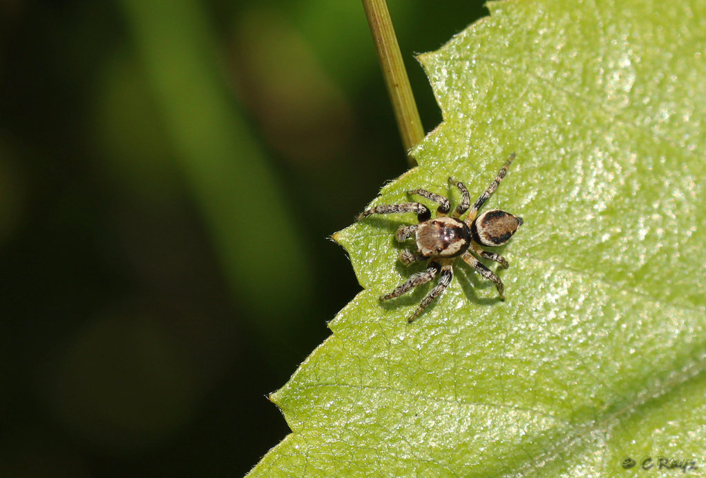 Evarcha falcata