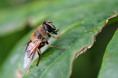 Praying Bee