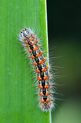 Colorful Crawler