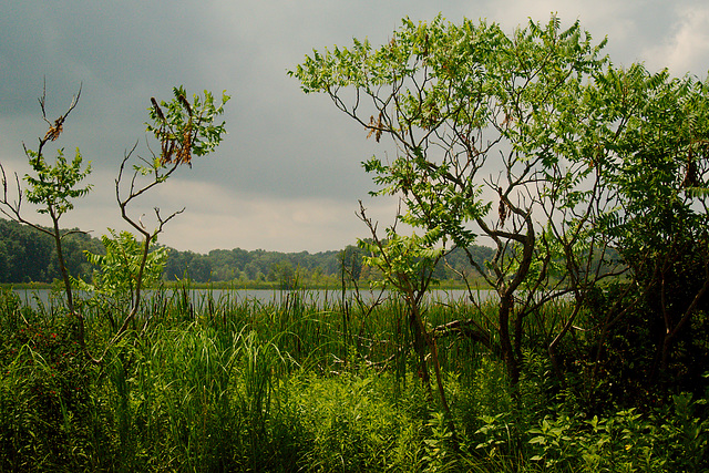 Trees by the Lake