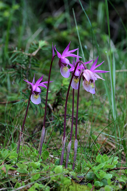 Calypso bulbosa var. americana fma. rosea