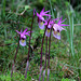 Calypso bulbosa var. americana fma. rosea