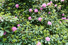 rhododendron-1180823-co-19-05-14