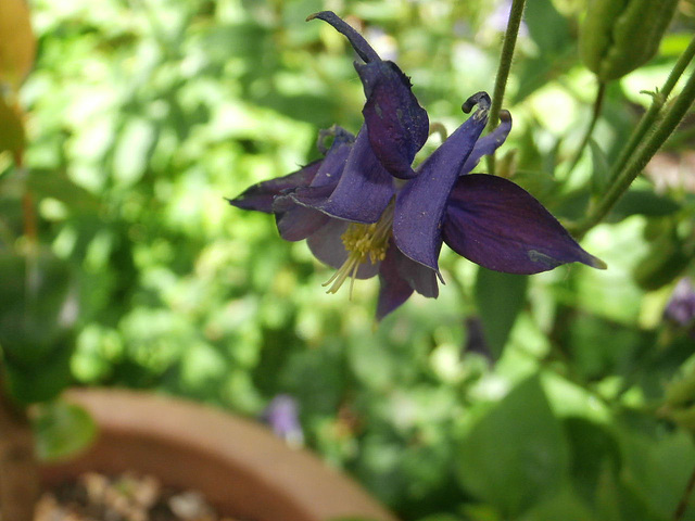 Gorgeous aqualegia