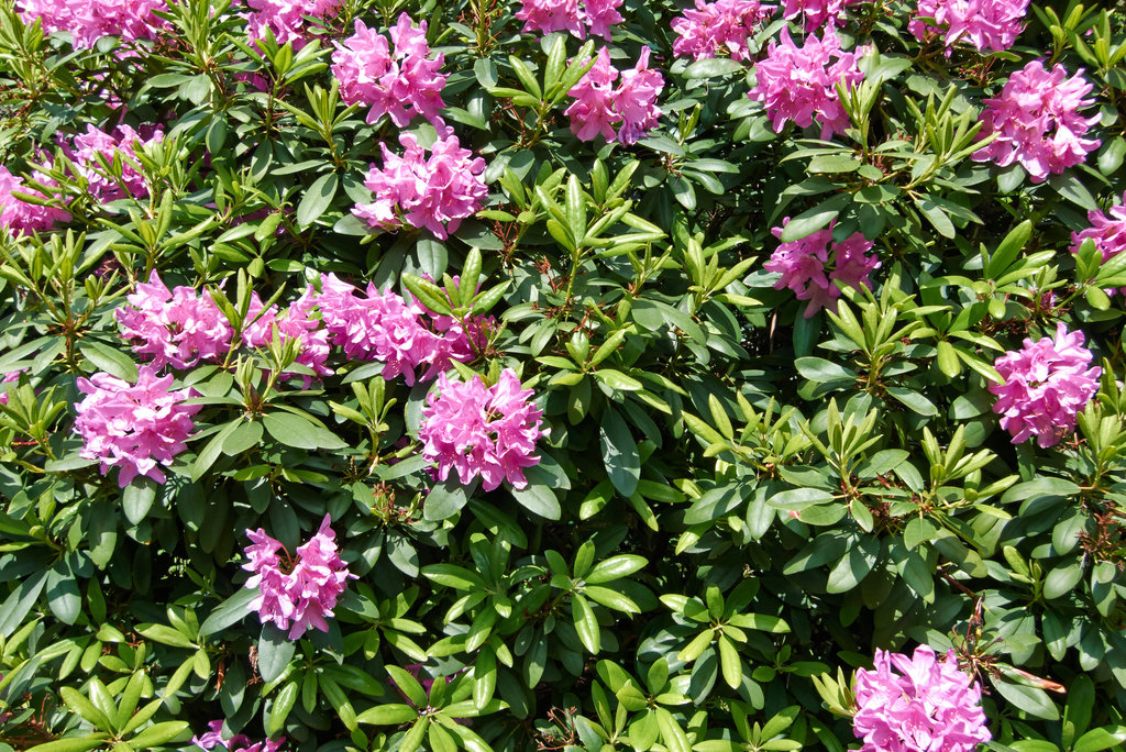 rhododendron-1180824-co-19-05-14
