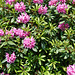 rhododendron-1180824-co-19-05-14