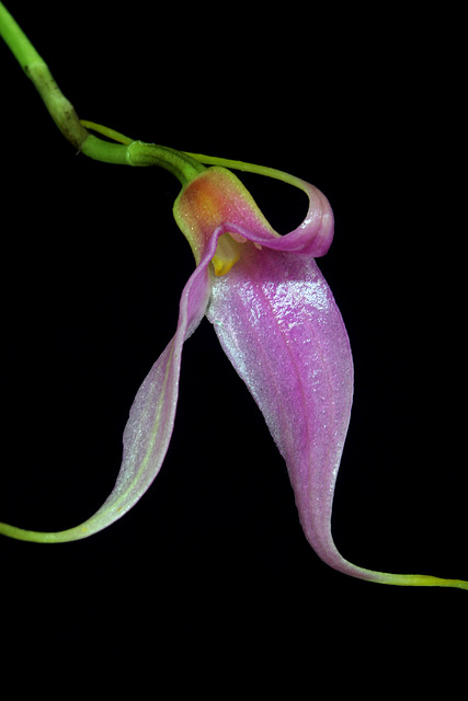 Masdevallia lamprotyria