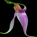 Masdevallia lamprotyria