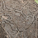 The worm trails underneath the bag of compost