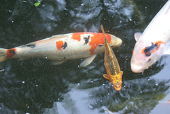 Madeira. Monte. Koi-Karpfen. ©UdoSm