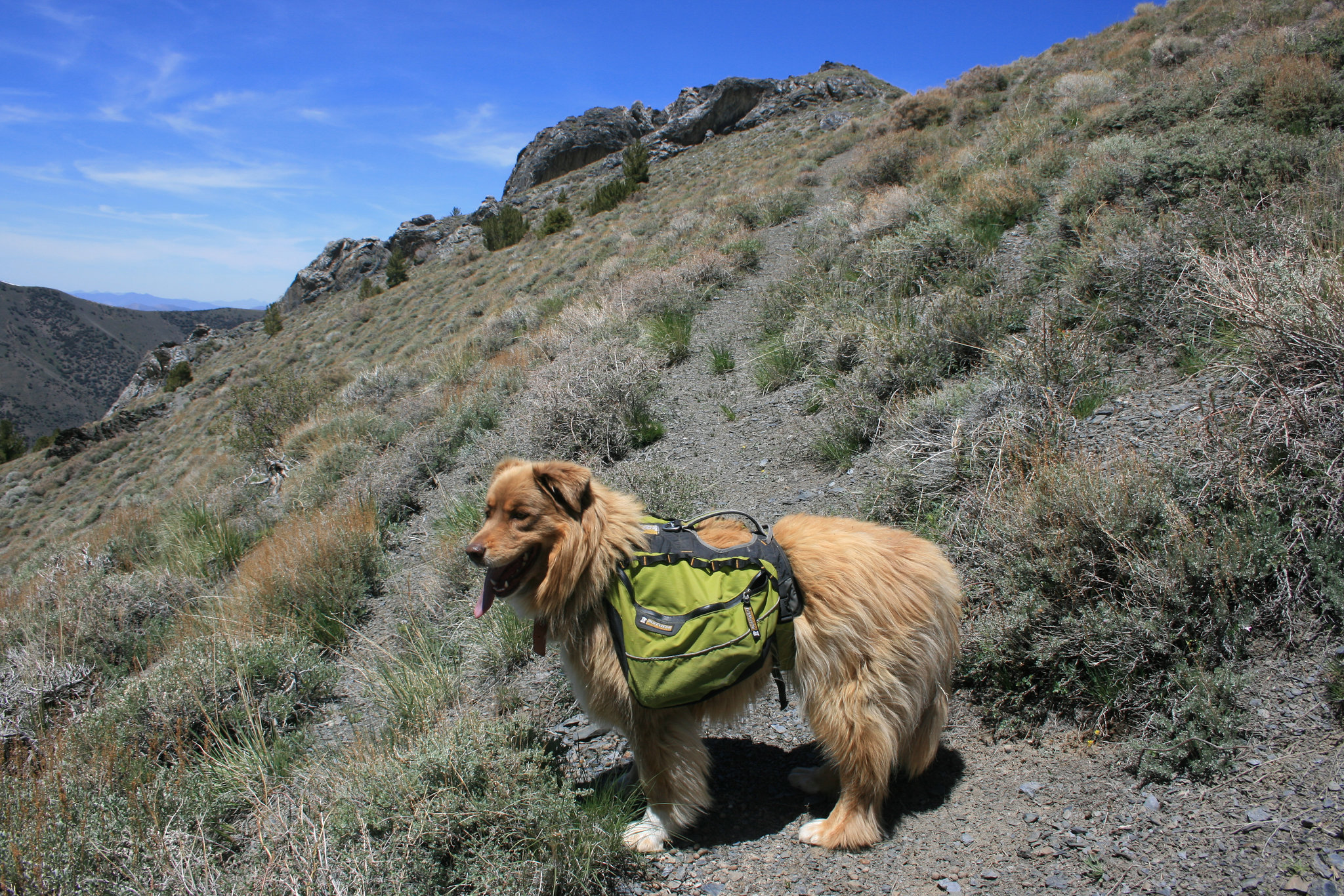 What the well-dressed trail dog wears...