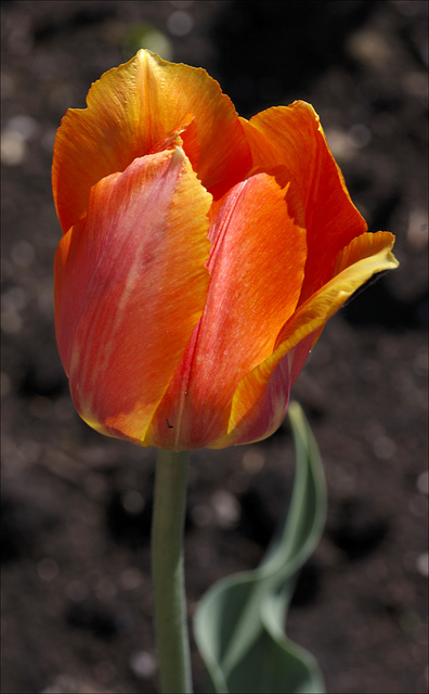 Tulip 01