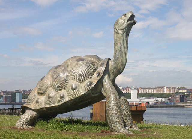 Giant Tortoise