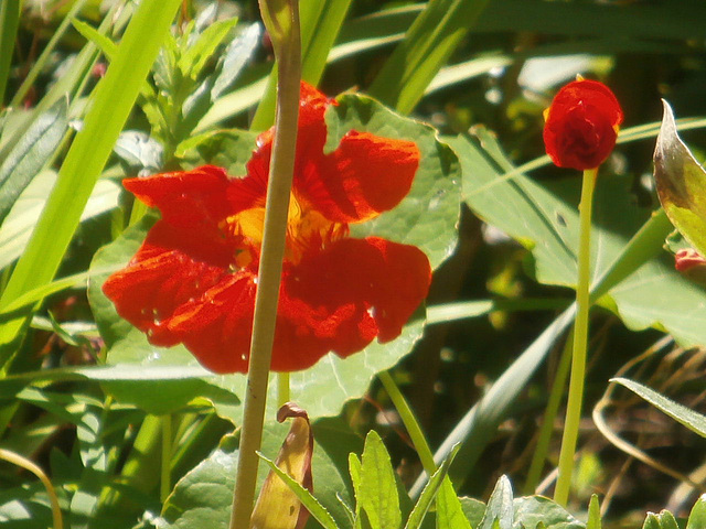 Beautiful vivid orange of the nasturtium